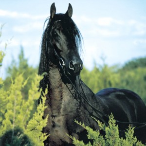 Obrazek