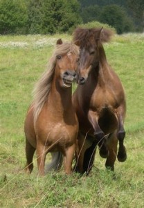 Obrazek